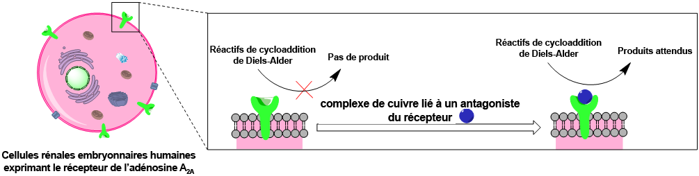 Image retirée.