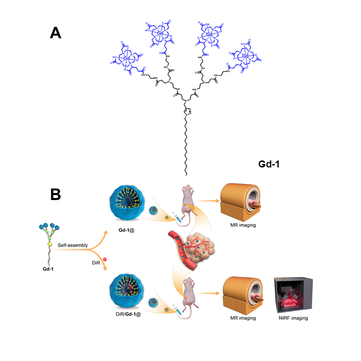 Nanosystèmes de dendrimères auto-assemblés pour l’IRM et l’imagerie multimodale des tumeurs. (A) Structures chimiques du dendrimère amphiphile Gd-1. (B) Illustration schématique des nanosystèmes de dendrimères auto-assemblés en tant qu’agent IRM (Gd-1@) et agent d’imagerie bimodale MR/NIRF (DiR/Gd-1@) des tumeurs. © Ling Peng.