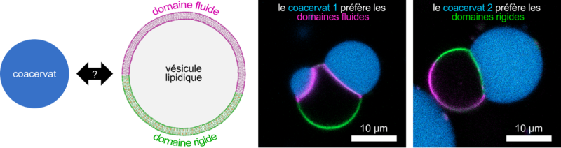 Des coacervats interagissent sélectivement avec des vésicules lipidiques hétérogènes. Selon leur composition, ils se déposent préférentiellement sur des domaines membranaires plus fluides ou plus rigides.