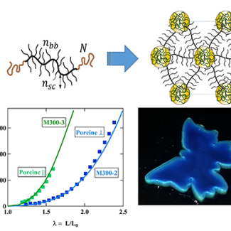 Polymers that mimic chameleon skin