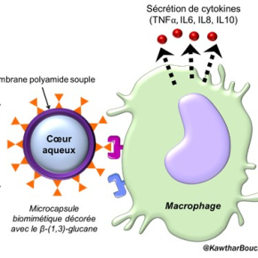 Des microcapsules pour mimer l’effet immunomodulateur des sucres de la paroi de champignons pathogènes 